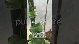 CUCUMIS SATIVUS AKA CUCUMBER [upl. by Blondie750]