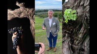 Tra bellezza storia genetica complessità del vino il valore inestimabile delle vecchie vigne [upl. by Snevets600]