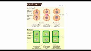 Understanding Mitosis and Cytokinesis [upl. by Notyal]