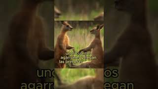 CANGUROS PELEANDO curiosidades animales sabias datosanimalitos animals humor [upl. by Alaehs]