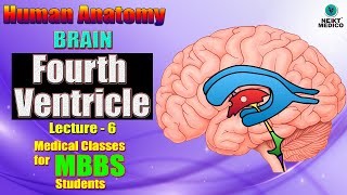 NEXT MEDICO 2022 l Human Anatomy l Brain l Fourth Ventricle l L6 [upl. by Kriss]