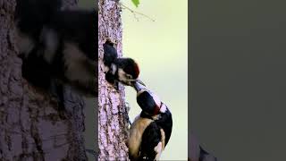 Great Spotted Woodpecker feeding young at nest wildlife birdphotography [upl. by Nerreg961]