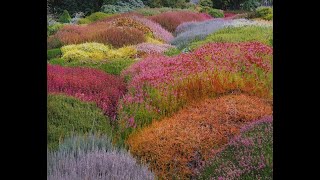 Heaths and Heathers what is the differenceGarden Style nw [upl. by Alamaj]