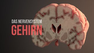 Nervensystem Teil 2  Aufbau und Funktionsweise des Gehirns Animation [upl. by Tdnarb]