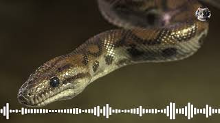 Snake Sound Effect  Animal Sounds [upl. by Letha]