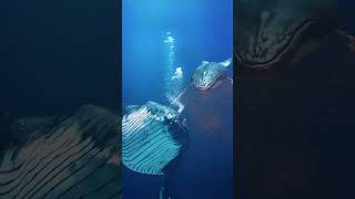 The Giants of the Deep Sea shorts history [upl. by Helm]