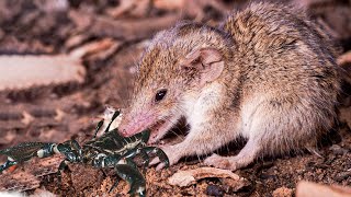 SHORTTAILED SHREW  Natures Tiny but Mighty Predator [upl. by Johppah]