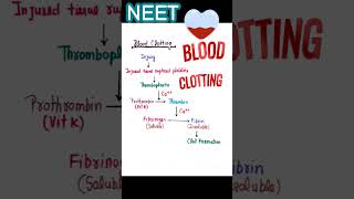 BLOOD CLOTTING  FACTOR  MECHANISM bloodclotting shorts neet [upl. by Idden189]