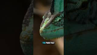 All About Lizards Fascinating Facts and Secrets of These Amazing Reptiles lizards creature [upl. by Sumedocin]