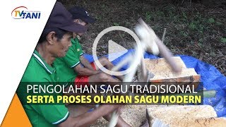 Mengintip Proses Pengolahan Sagu Dengan Metode Tradisional Dan Semi Modern [upl. by Adnilemre]