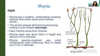 Rhynia  Fossil pteridophyte [upl. by Stoeber]