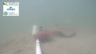 Estuary Stingray Estuaries of Southeast Queensland [upl. by Ardnuhsal]