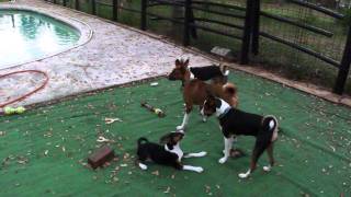 Super Basenjis at play [upl. by Aihsal]