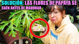 🌸 ¿Por qué se CAEN las FLORES y FRUTOS de tu PAPAYA ✅ LA SOLUCIÓN [upl. by Doowrehs633]