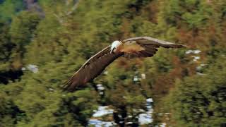 Quebrantahuesos Gypaetus barbatus volando Parque Nacional de los Picos de Europa [upl. by Loss]