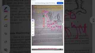 kingdom plantae vascular plant class psilopsida whisk ferns [upl. by Mcdermott]