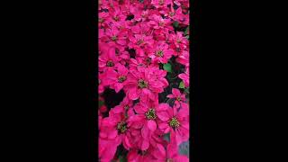 Raju nursery poinsettia flower plantpotted plant winter flower plant short video shorts short [upl. by Maxentia]