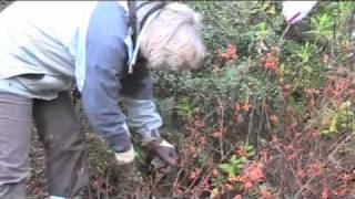 Pruning Spiraea japonica quotAntony Watererquot m4v [upl. by Otrebireh]