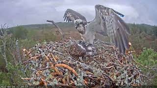 RSPB Loch Garten Live osprey nest cam  2022430 [upl. by Burnett]