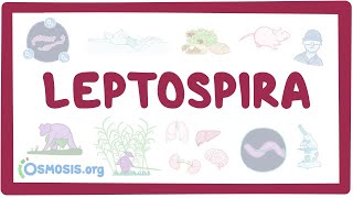 Leptospira  an Osmosis Preview [upl. by Leumas826]