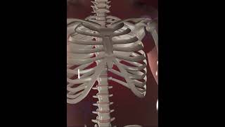 Fetal Skelton Development stage 3D Animation [upl. by Arednaxela]