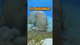 El Dugongo parte 1 [upl. by Sand]