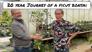 20 Year Journey of a Ficus Bonsai [upl. by Eugenius]