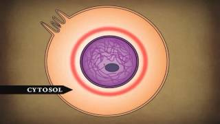 Human Body Cells Tissues and Skin [upl. by Tewfik]