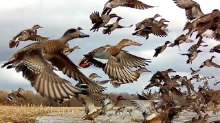 5000 GREEN WING TEAL MALLARDS FLOODED CORN FIELD WIGEON TEAL AEROBATIC MASTERS PUT ON A SHOW [upl. by Eirellam112]