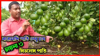 China 3 Seedless Lemon চায়না ৩ বিজবিহিন পাতি লেবু চাষের পদ্ধতি seedless lemon farming [upl. by Mueller]