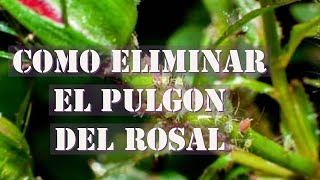 Cómo eliminar pulgones de tus Rosales 🌹de forma casera con Jabon [upl. by Odnalra693]