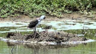 黑翅長腳鷸 Black winged Stilt [upl. by Eus]