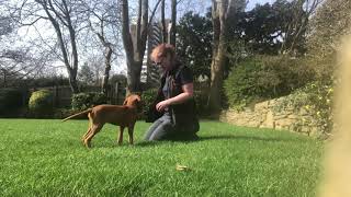 Vizsla Puppy starting his training at 10 weeks [upl. by Fortunio410]