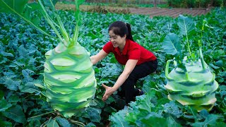 Harvest Kohlrabi amp Goes To Market Sell  Harvesting And Cooking  Lý Song Ca [upl. by Aicenaj139]