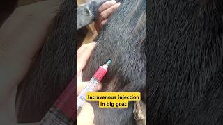 Intravenous injection in goat goatfarming vet animals shorts viralvideo [upl. by Widera]