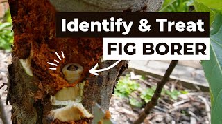 How to identify remove and treat fig borer [upl. by Alene267]