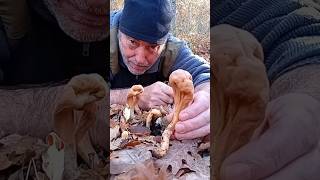 Descubre la SETA BASTÓN 🍄 Clavariadelphus pistillaris [upl. by Nally]