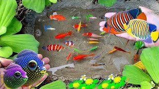 Catch colorful fish koi fish goldfish glowfish betta fish gourami fish catfish lobsters [upl. by Hitt]