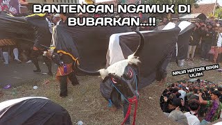 Bantengan ngamuk Putra Waringin Jati Luhur terbaru live Lebak Geneng mojokerto [upl. by Yaral792]