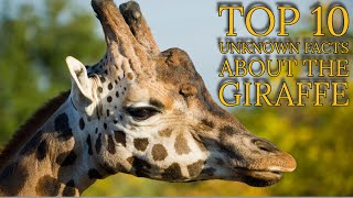 Top 10 Astonishing Giraffe Secrets Unveiling the Tall Tales of Natures Skyscrapers [upl. by Susanna]