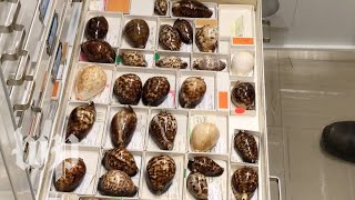 Why some cowrie shells might be too beautiful for their own good [upl. by Gilliette]