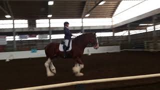 Clydesdale Dressage  USDF Intro Test C [upl. by Jopa789]