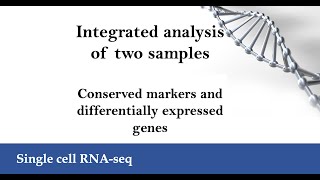 scRNAseq Integrated analysis Conserved markers and differentially expressed genes Seurat v5 [upl. by Dotti]