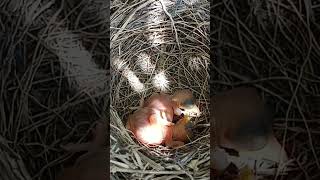 Baby bird is lying upside down P 1 shorts ytshortsvideo [upl. by Roselane]