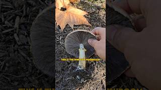 Wine Cap Mushrooms in Central Pennsylvania Stropharia rugosoannulata [upl. by Jarus]