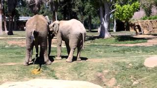 5 legged elephant fresno chaffee zoo [upl. by Stavro]