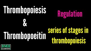 Thrombopoiesis  Thrombopoietin  Production Of Thrombocytes  Formation Of Platelets [upl. by Lindgren]