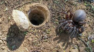 Discover the SECRET Life of the African Trapdoor Spider [upl. by Bertina]