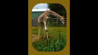 AFRICAN WILDLIFE SAFARI PARK IN OHIO PART 2 WALK THU [upl. by Collbaith]