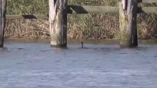 Great cormorant Parnu Estonia [upl. by Llahsram36]